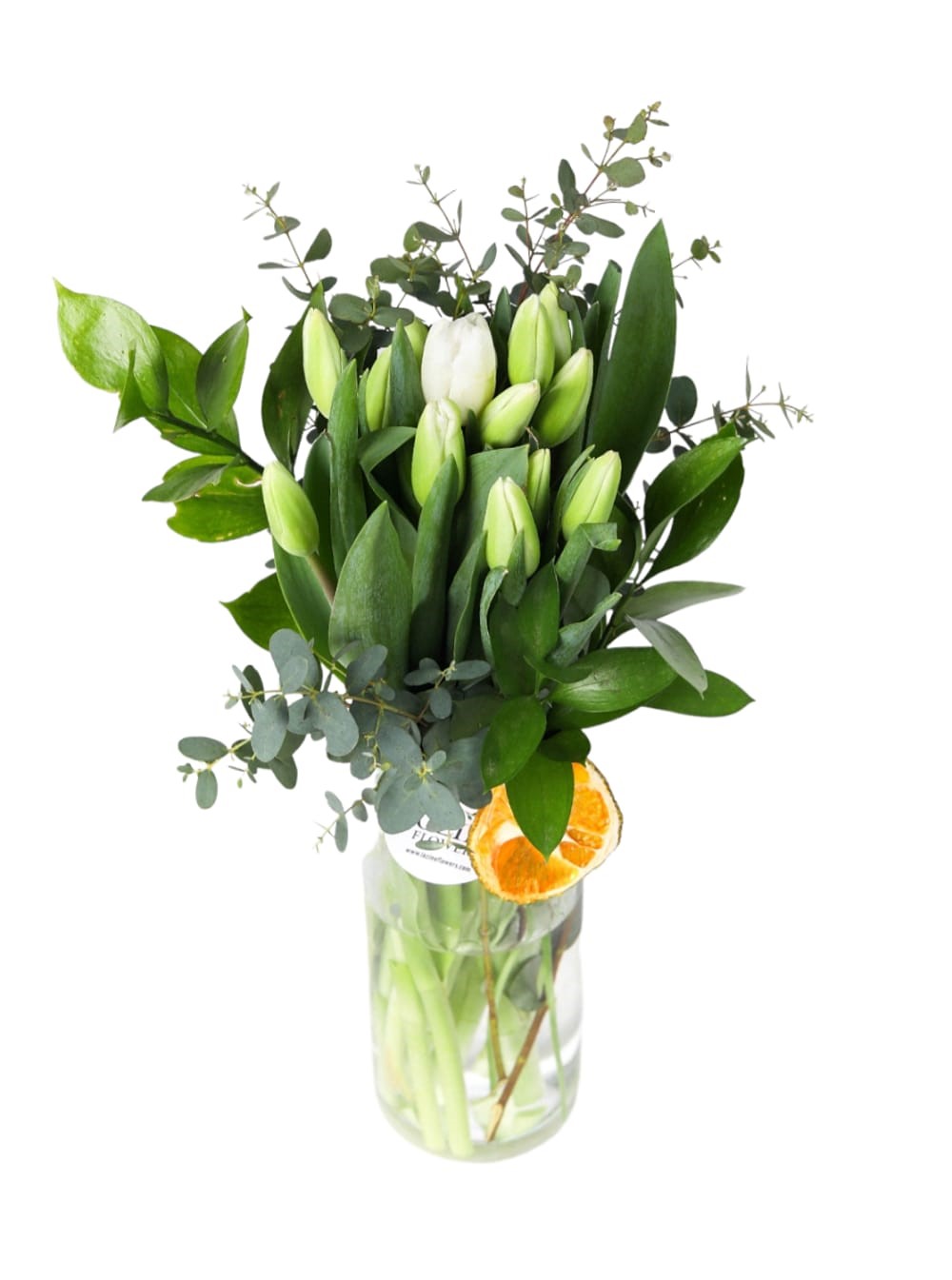 Buds of White Tulips