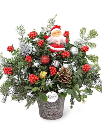 Yılbaşı Çiçeği