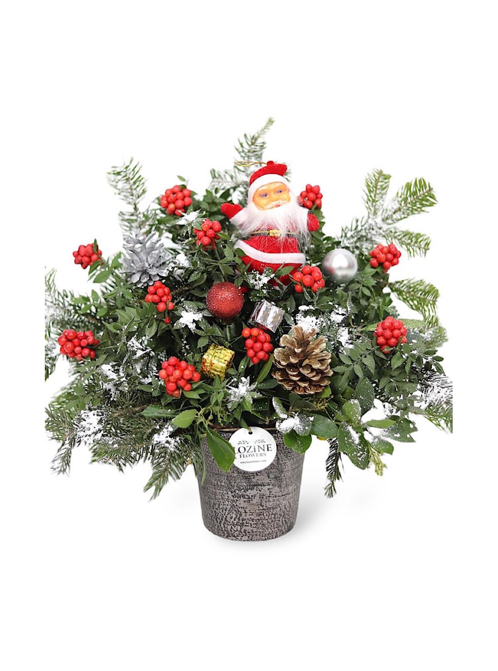 Yılbaşı Çiçeği