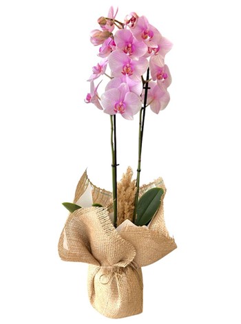 Pembe Orkide Aranjmanı