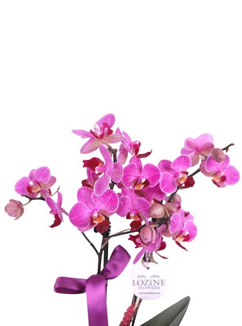 Siyah Seramikte Midi Mor Orkide