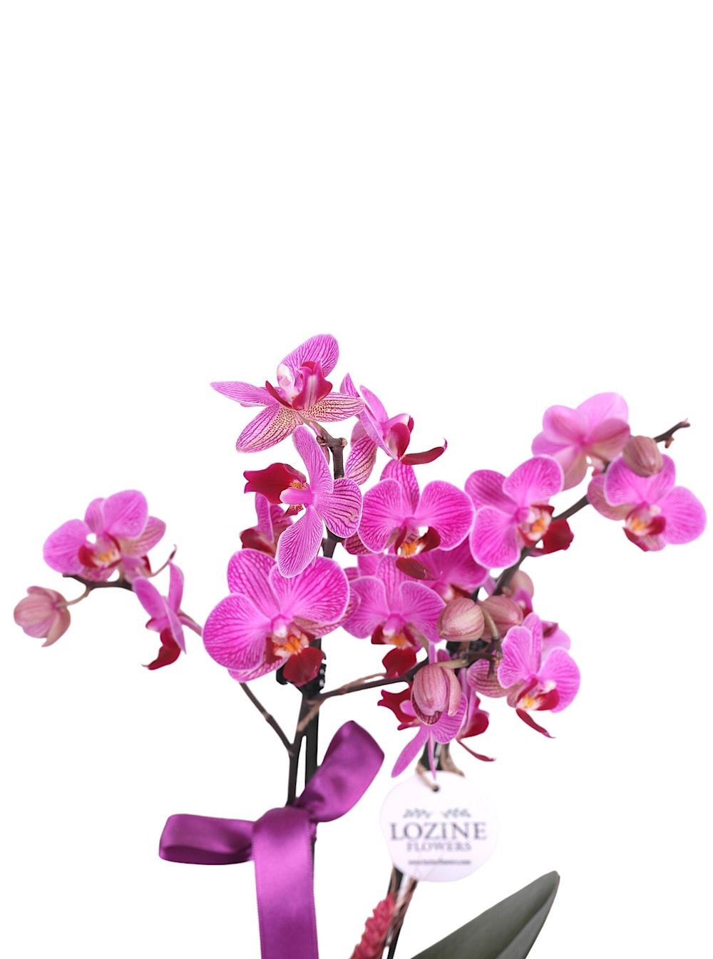 Siyah Seramikte Midi Mor Orkide