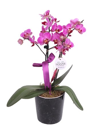 Siyah Seramikte Midi Mor Orkide