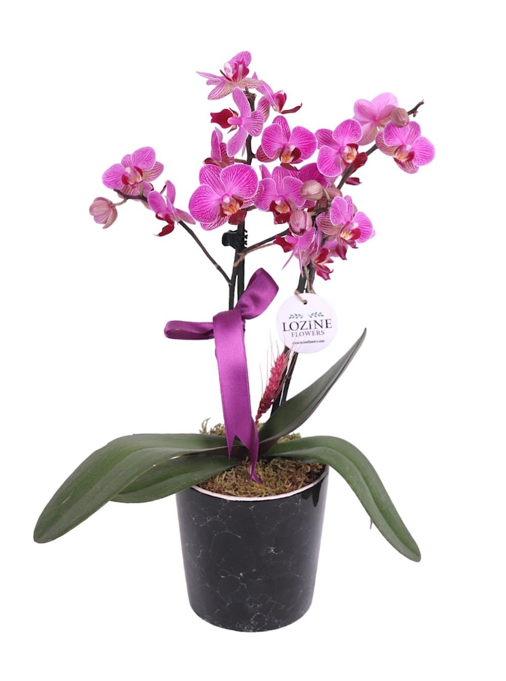 Siyah Seramikte Midi Mor Orkide