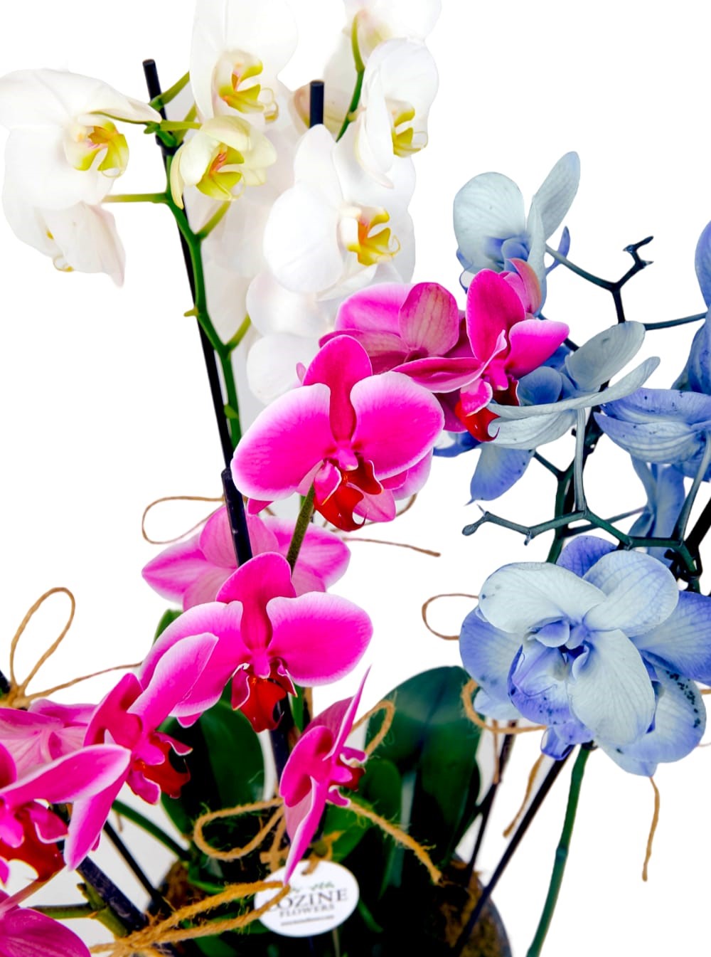 Renkli Orkideler