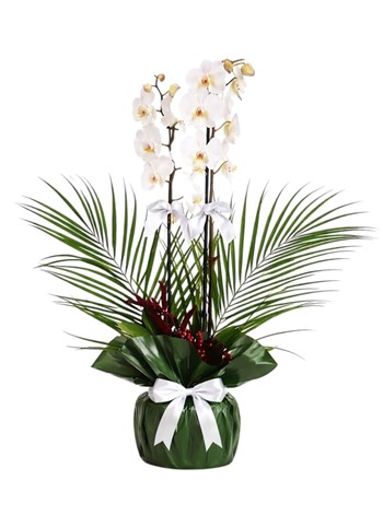 Cicek, Orkide, Fenix