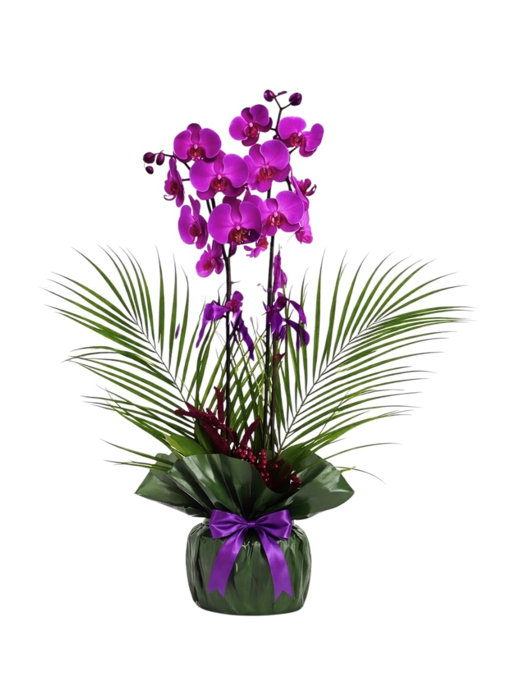 Çift Dal Mor Orkide ve Fenix