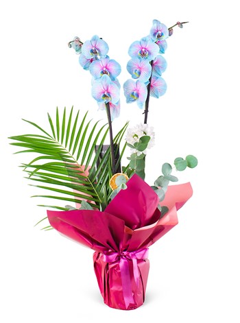 Okyanus Esintisi Orkide Tasarımı