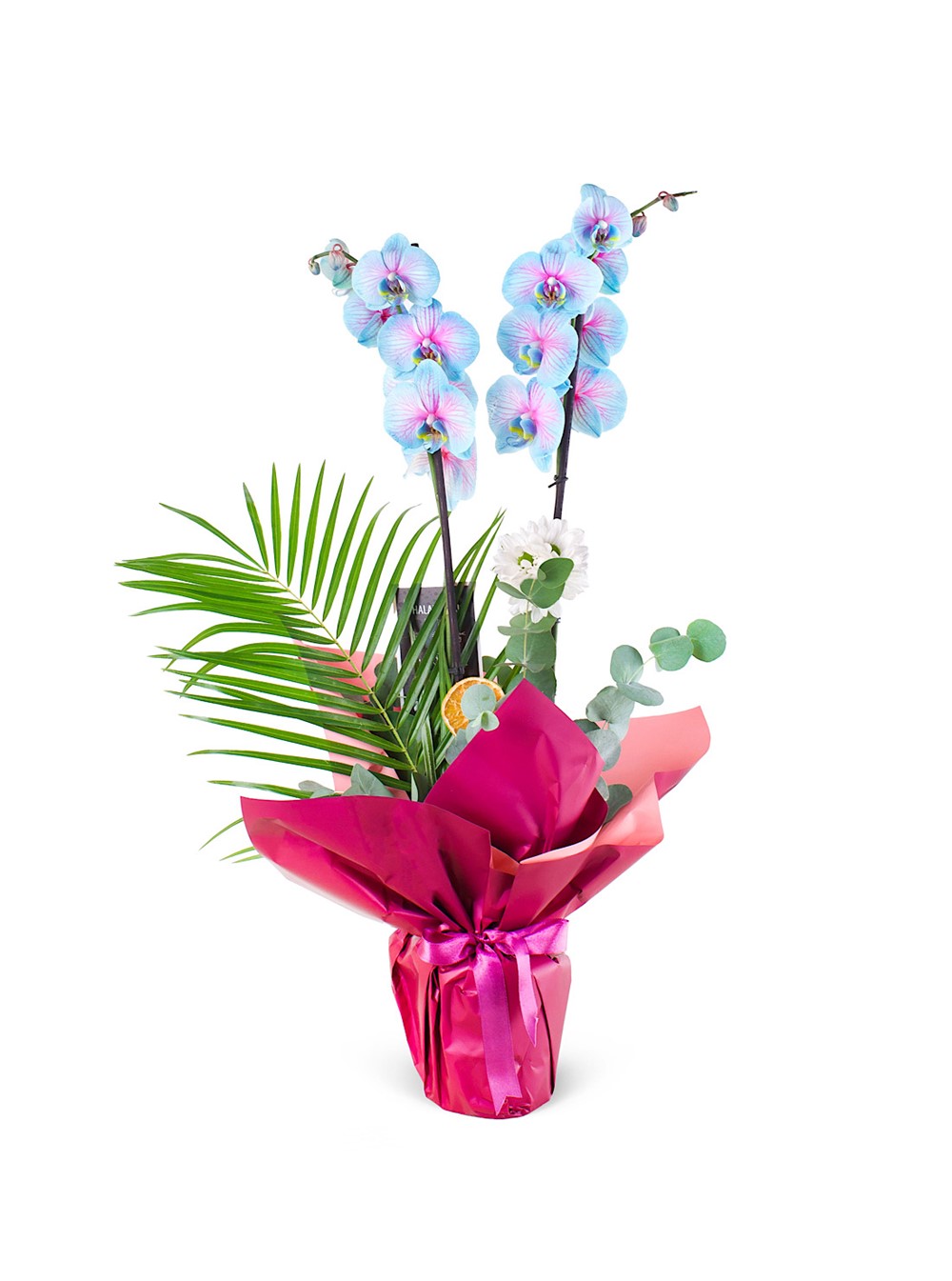Okyanus Esintisi Orkide Tasarımı