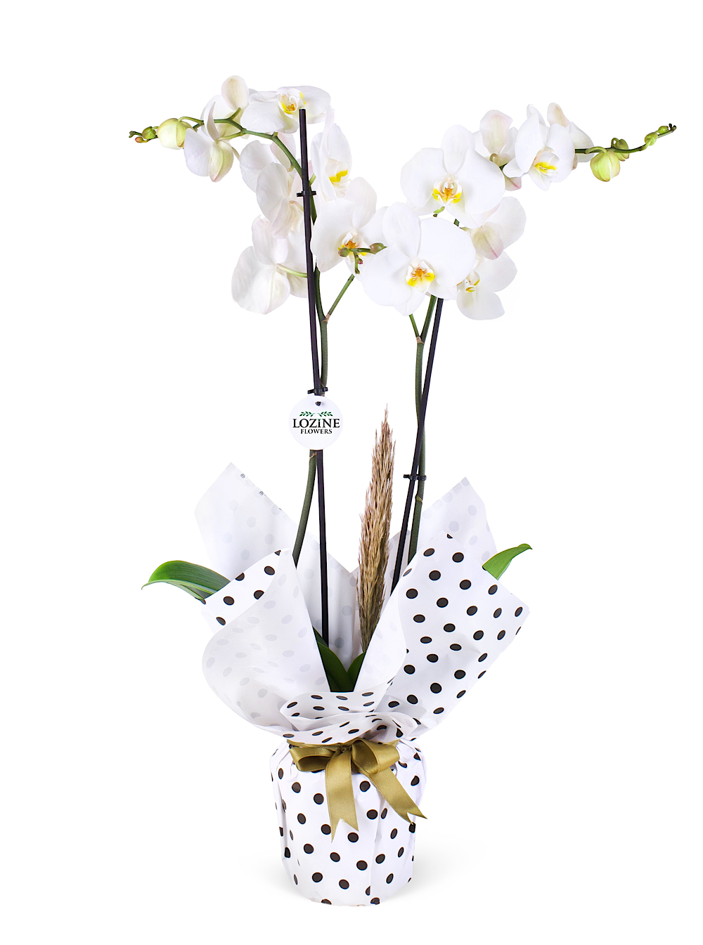Benekli Kağıtta Çift Dal Beyaz Orkide