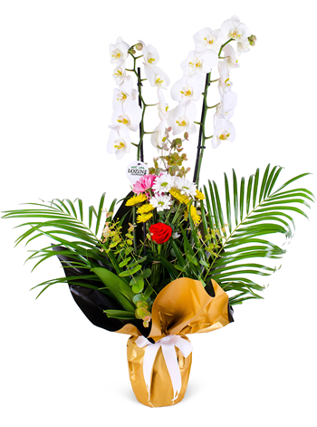 Fenix'li Çift Dal Beyaz Orkide