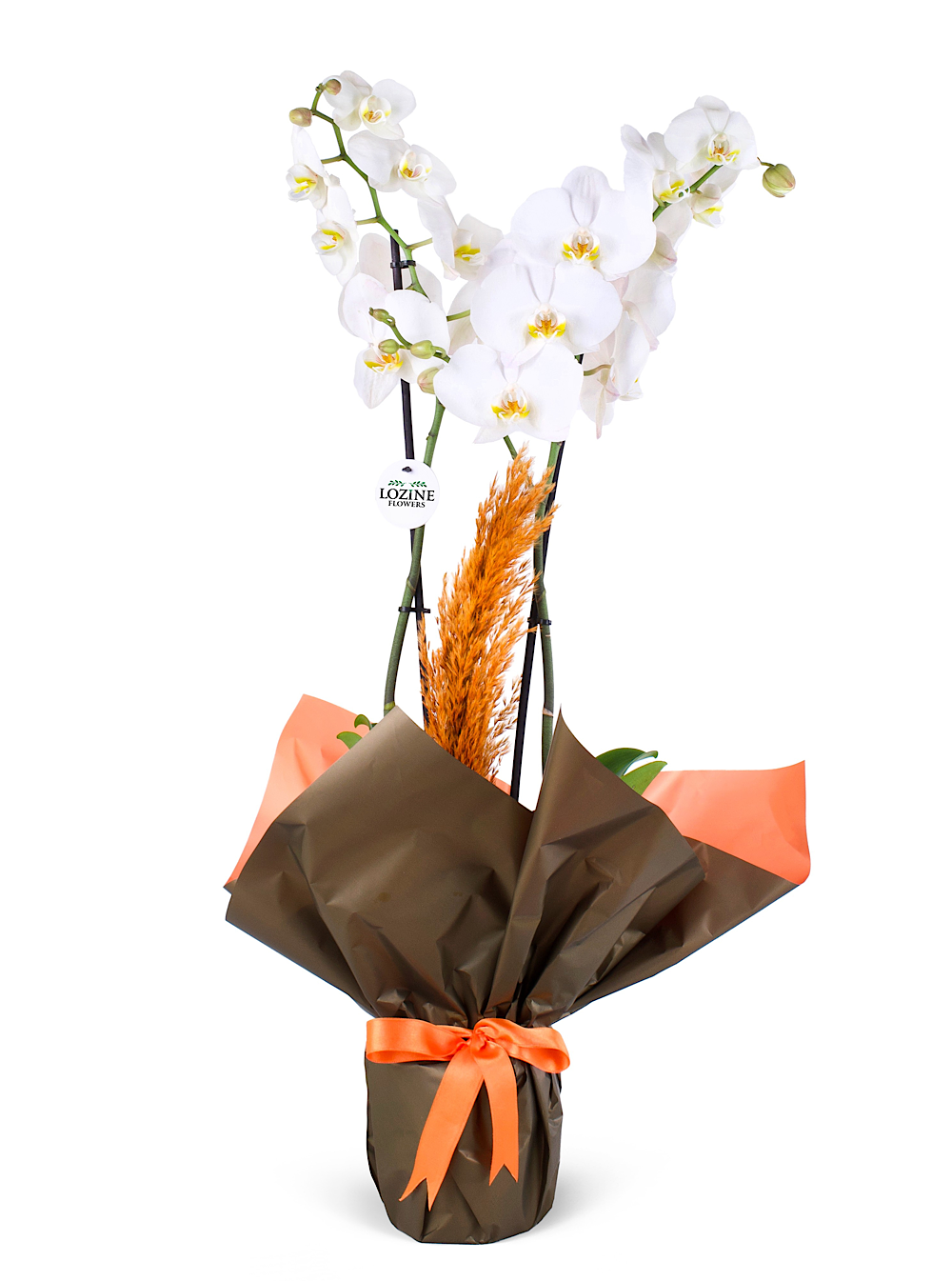 Beyaz Orkide Aranjmanı