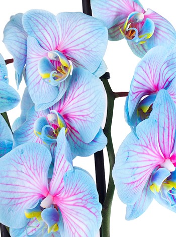 Wonder Çiftli Orkide