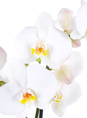 Benekli Kağıtta Çift Dal Beyaz Orkide