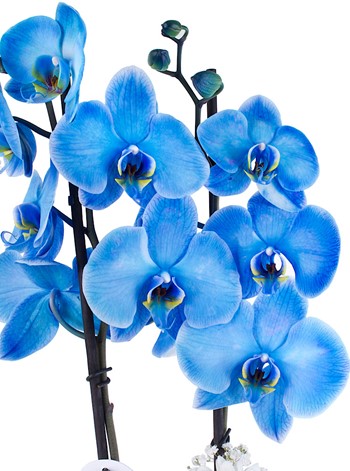 2 Dal Mavi Orkide