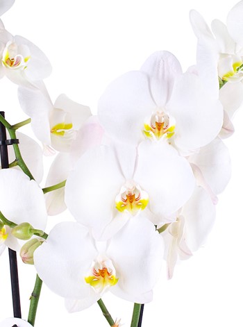 Beyaz Orkide Aranjmanı