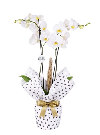 Benekli Kağıtta Çift Dal Beyaz Orkide