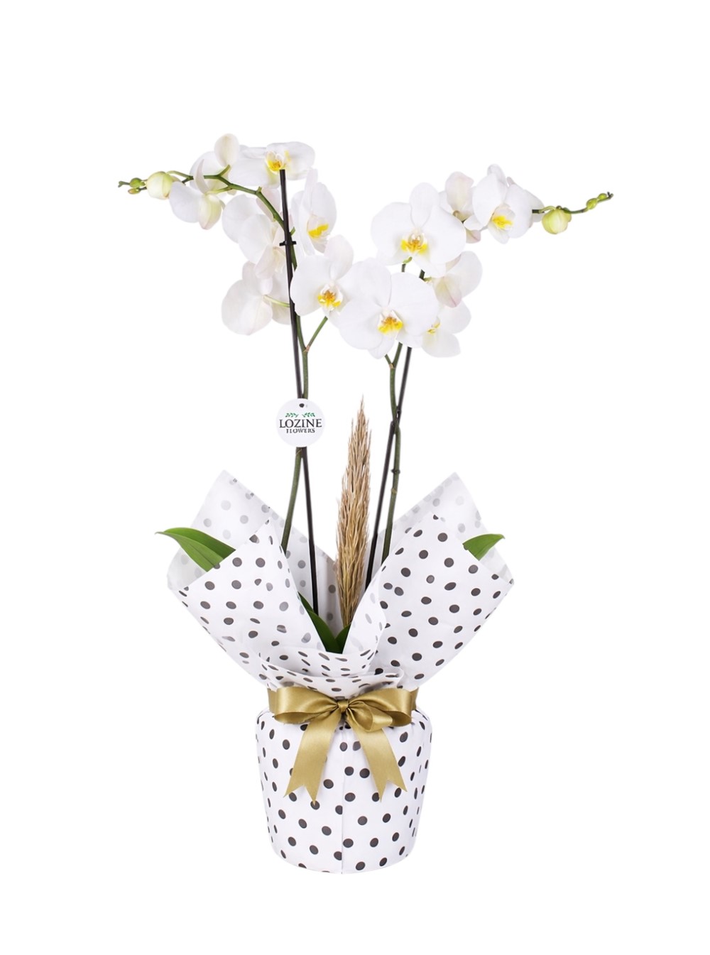 Benekli Kağıtta Çift Dal Beyaz Orkide