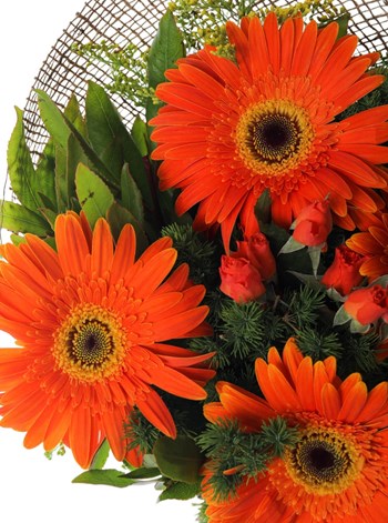 gerbera, Gerbera buketi